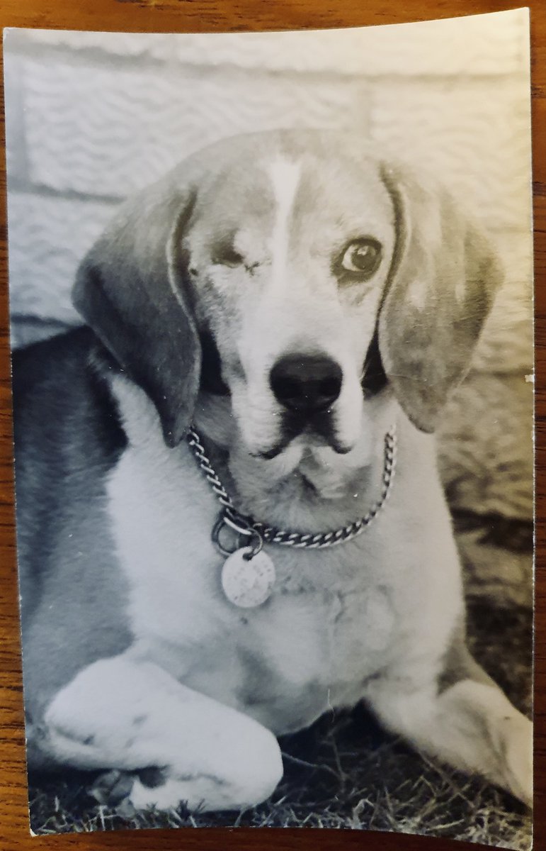 SimmsyDos's tweet image. Nemo ( #Beagle ) who I grew up with
Murphy ( #Foxhound ) who was my girl.