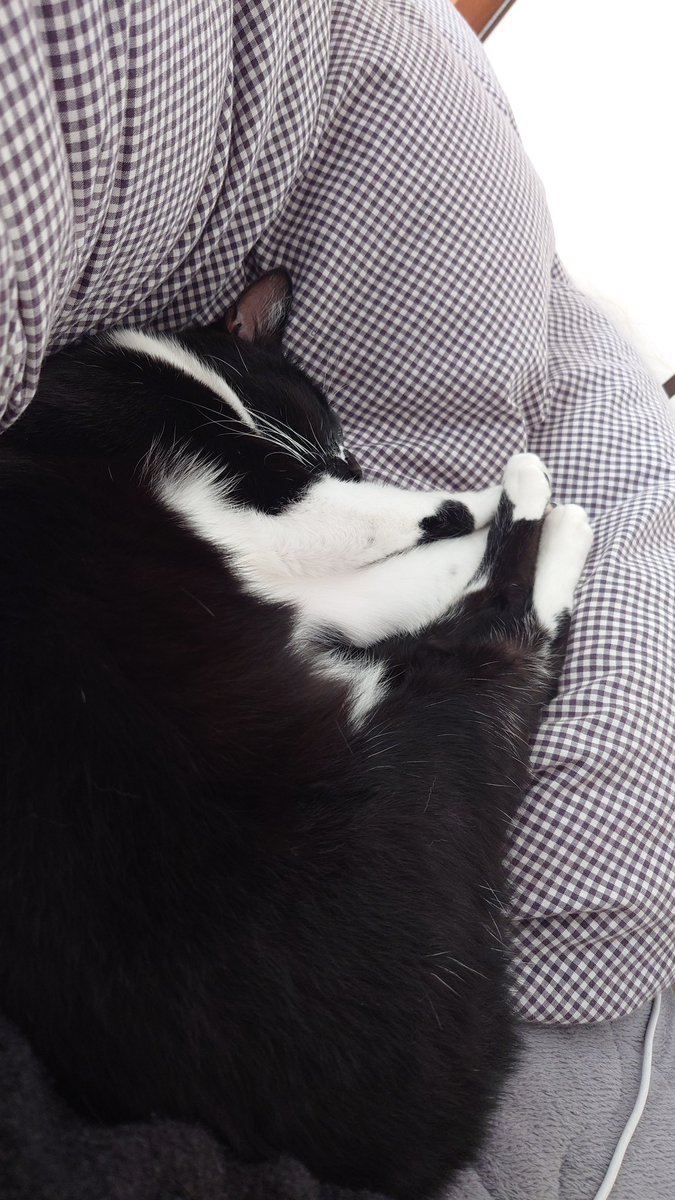 CIbPeFjePNtA1FP's tweet image. 仮眠してると必ずこう

#今日のあんこ