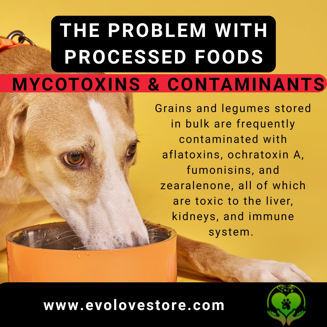 DrMarleneSiegel's tweet photo. Stored grains and legumes often harbor toxins that damage the liver, kidneys, and immune system. Keep your pets safe with high-quality ingredients ๐ https://t.co/TCb1thyZ1I
#CleanEatingPets #ToxinFree #MycotoxinTesting #detox #pethealth #processedfood https://t.co/oI1qa5CCBm