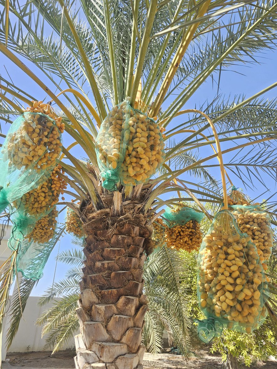 سالم الدغيشي tweet media