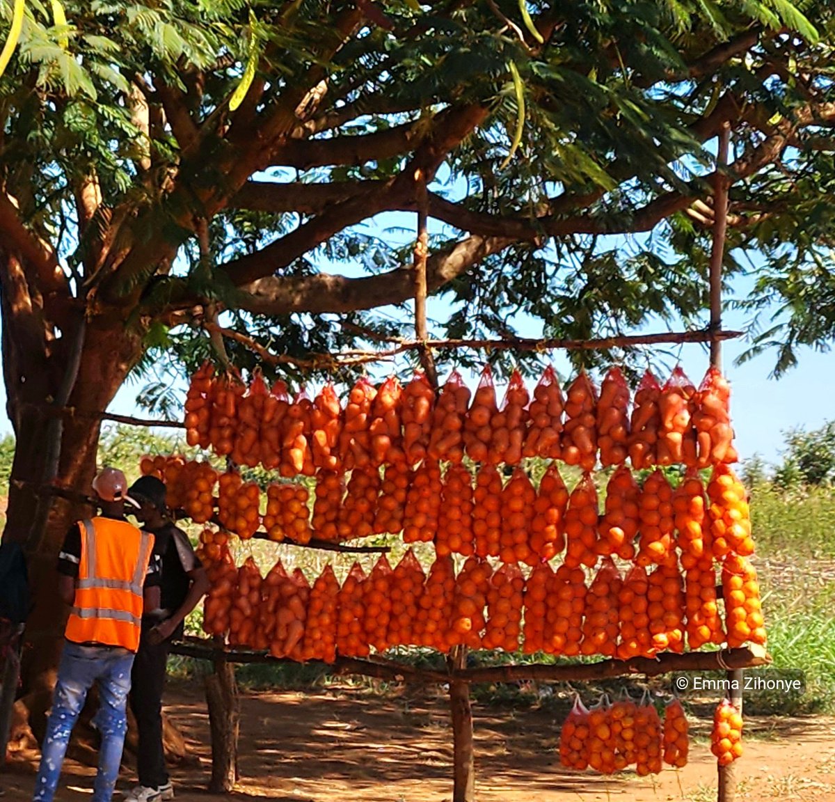 Emma Zw 🌍 tweet media