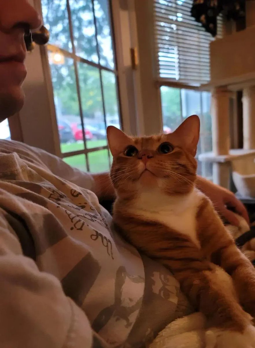 ShouldHaveCat tweet picture