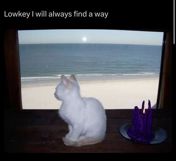 ShouldHaveCat's tweet photo. https://t.co/Qqe1wWS84x