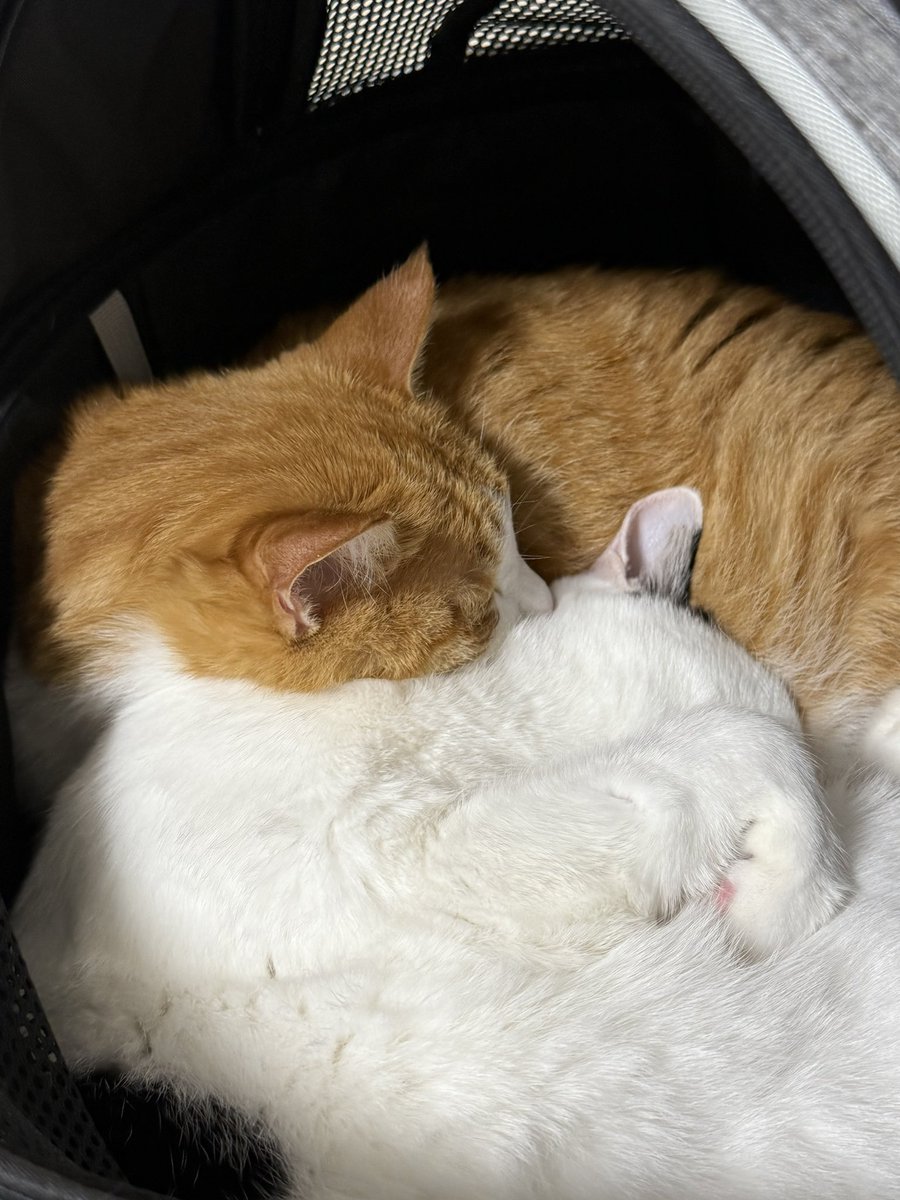 with_mgrk's tweet image. 