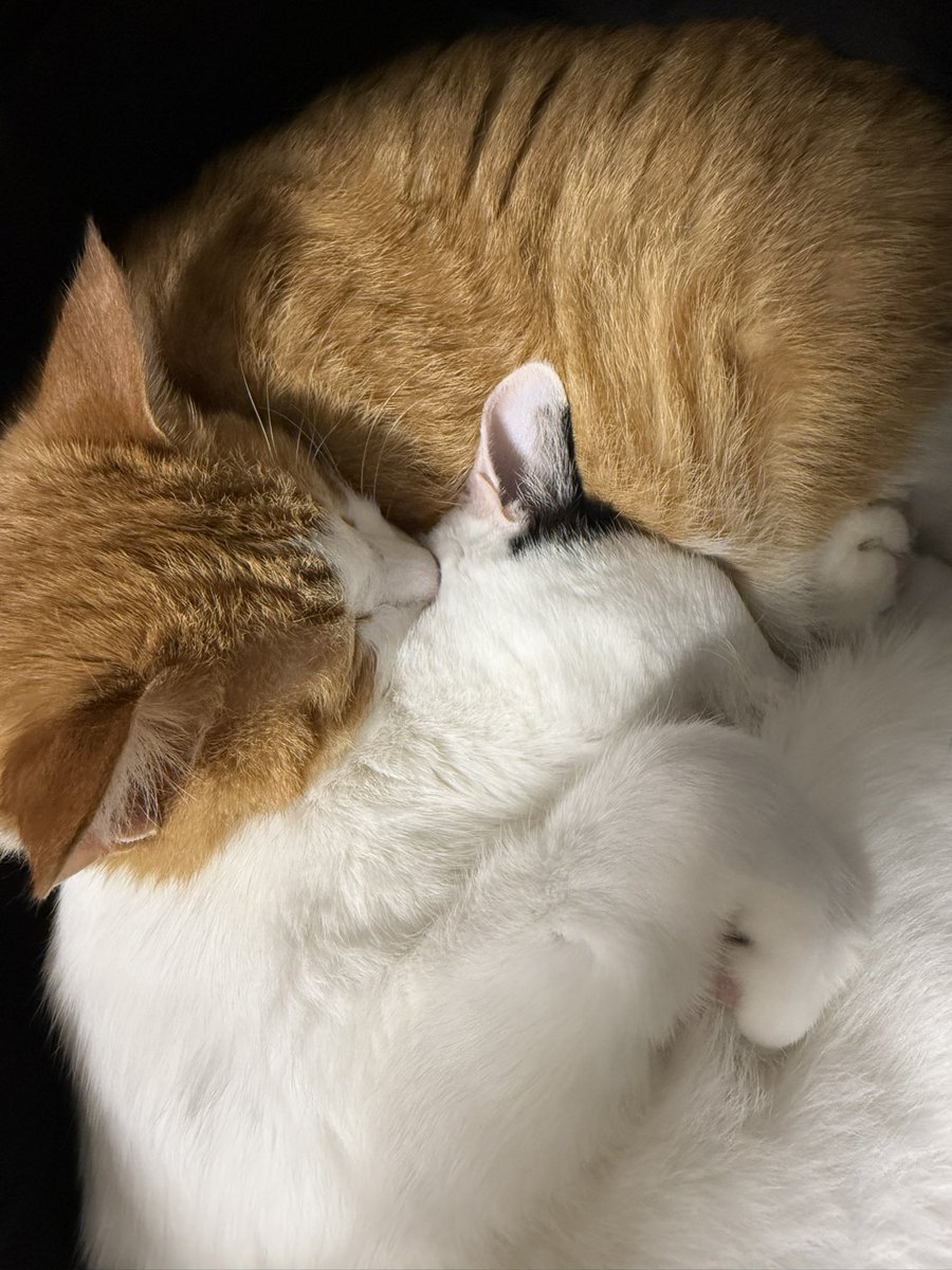 with_mgrk's tweet image. 