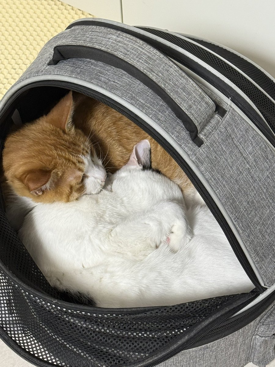 with_mgrk's tweet image. 