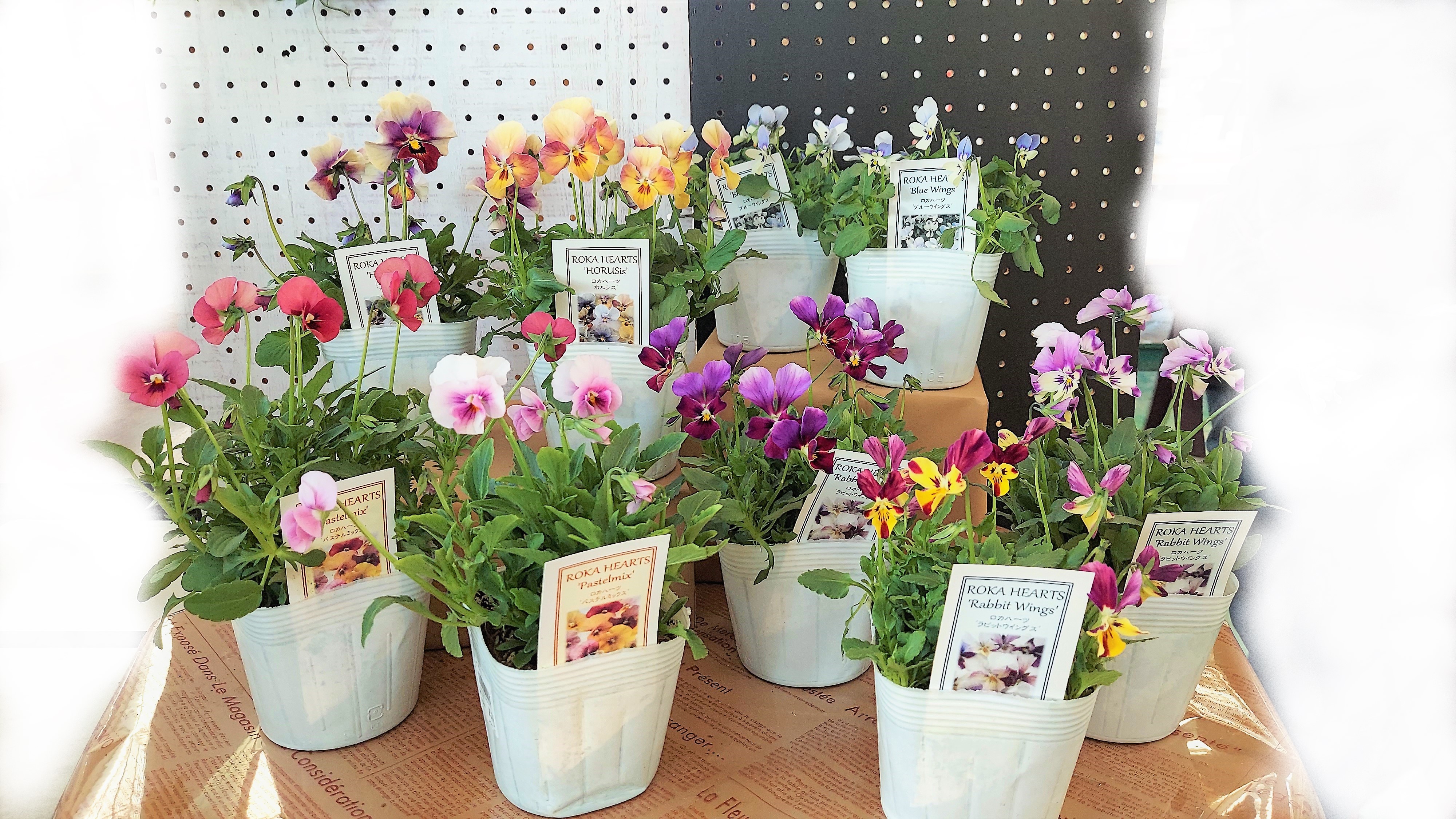 公爵令嬢 - Search / X