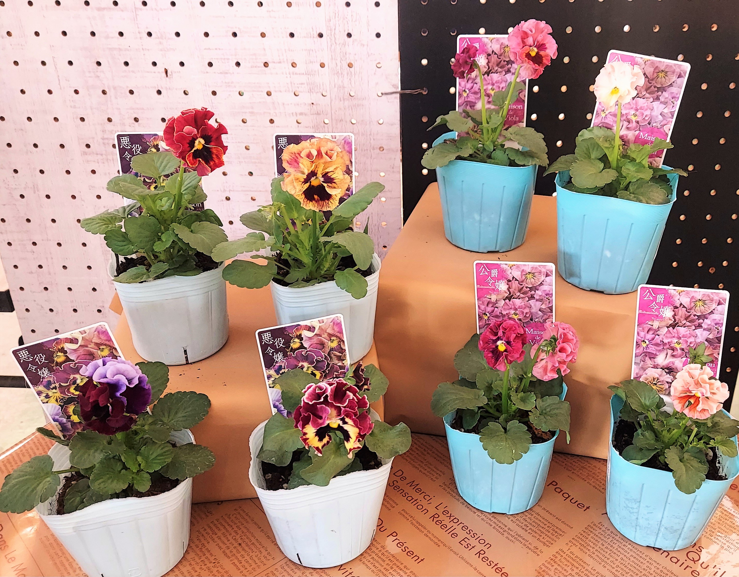 公爵令嬢 - Search / X