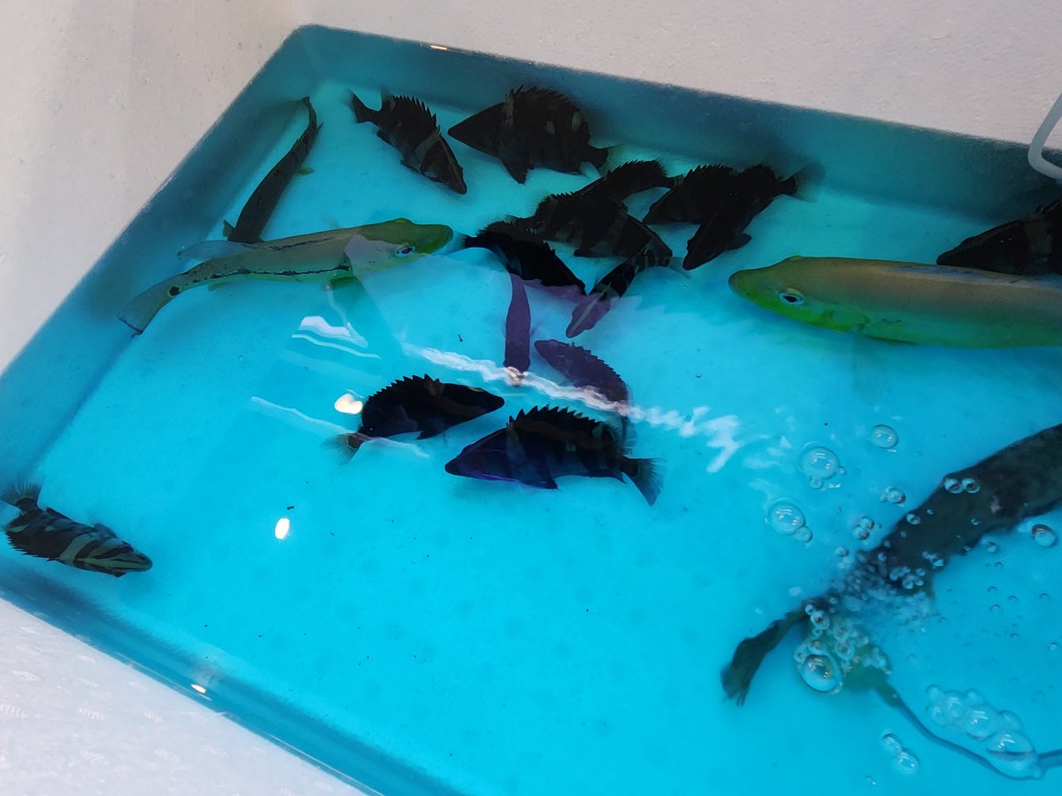 nishiken「株」アクアズ スタッフ西川 on X