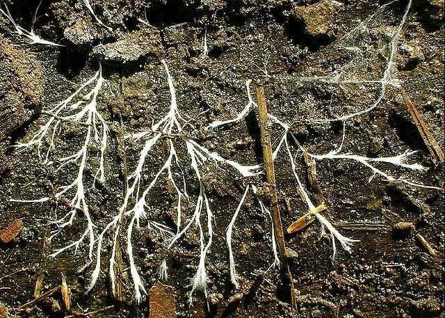 IridiumShift's tweet image. #hyphae
#mycelium
#filaments