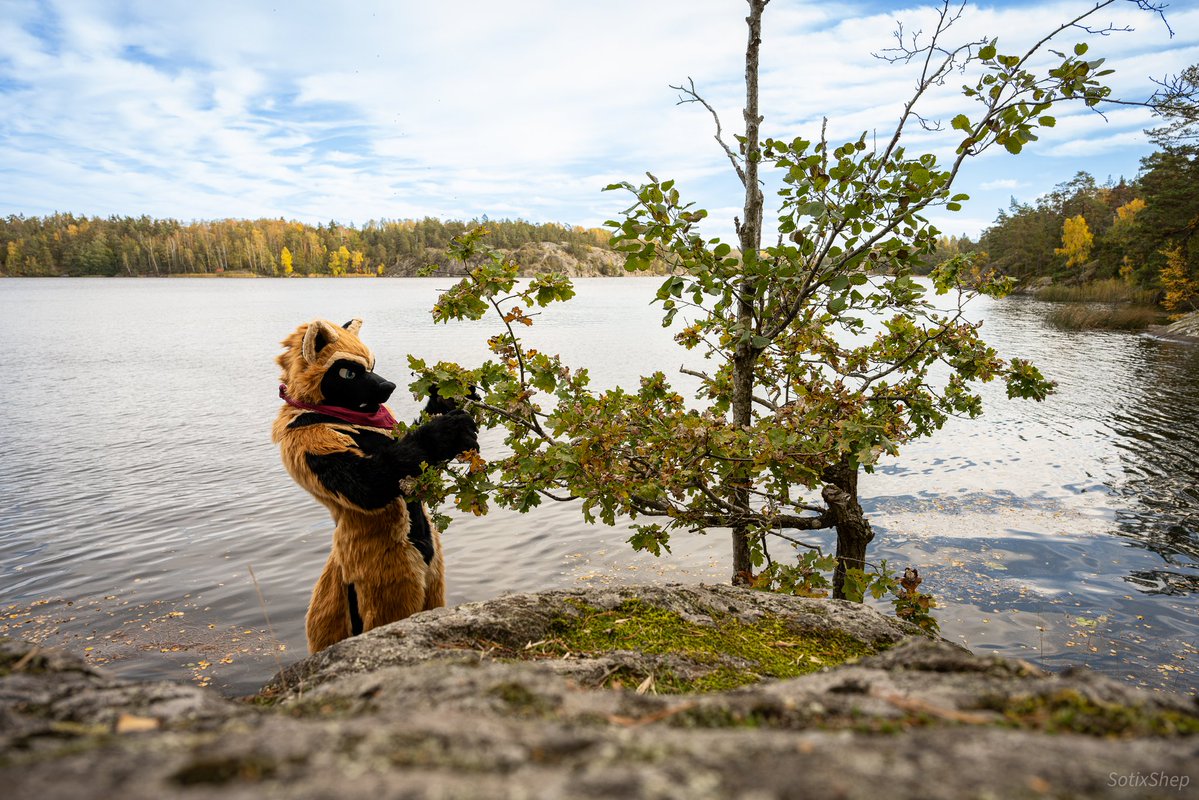 Thank you <a href="/SotixShep/">Sotix Shep</a> for the wonderful photos! 🤗🐶