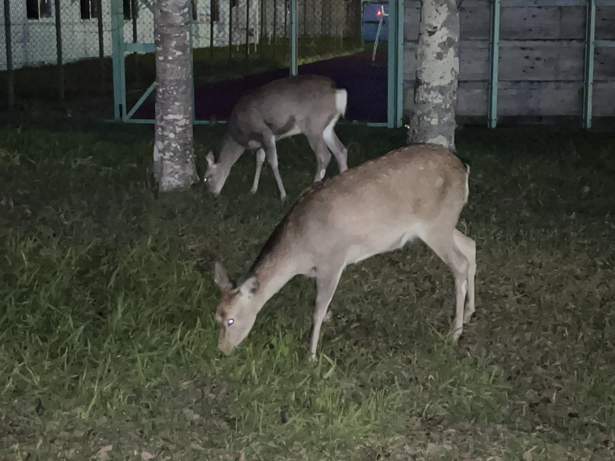 新入部員です。ポジションはRBとOLです。