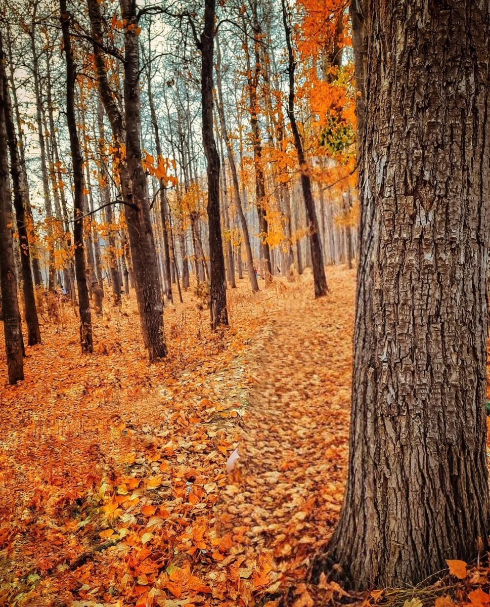 Not Norway but Fall from Himachal Pradesh 🍂