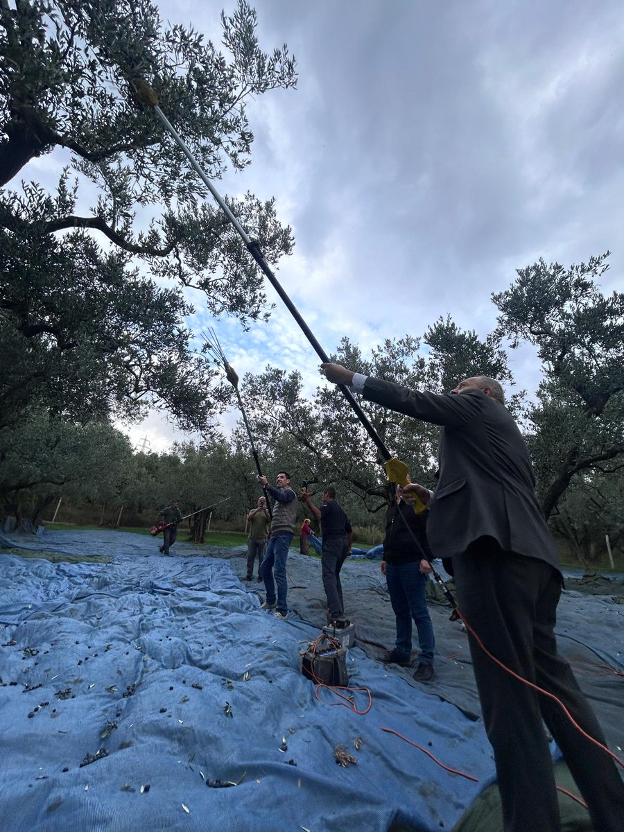 Kaymakamımız Hasan Göç, devam eden zeytin hasadı ile alakalı olarak çiftçilerimizi bahçelerinde ziyaret ederek bereketli bir sezon diledi.