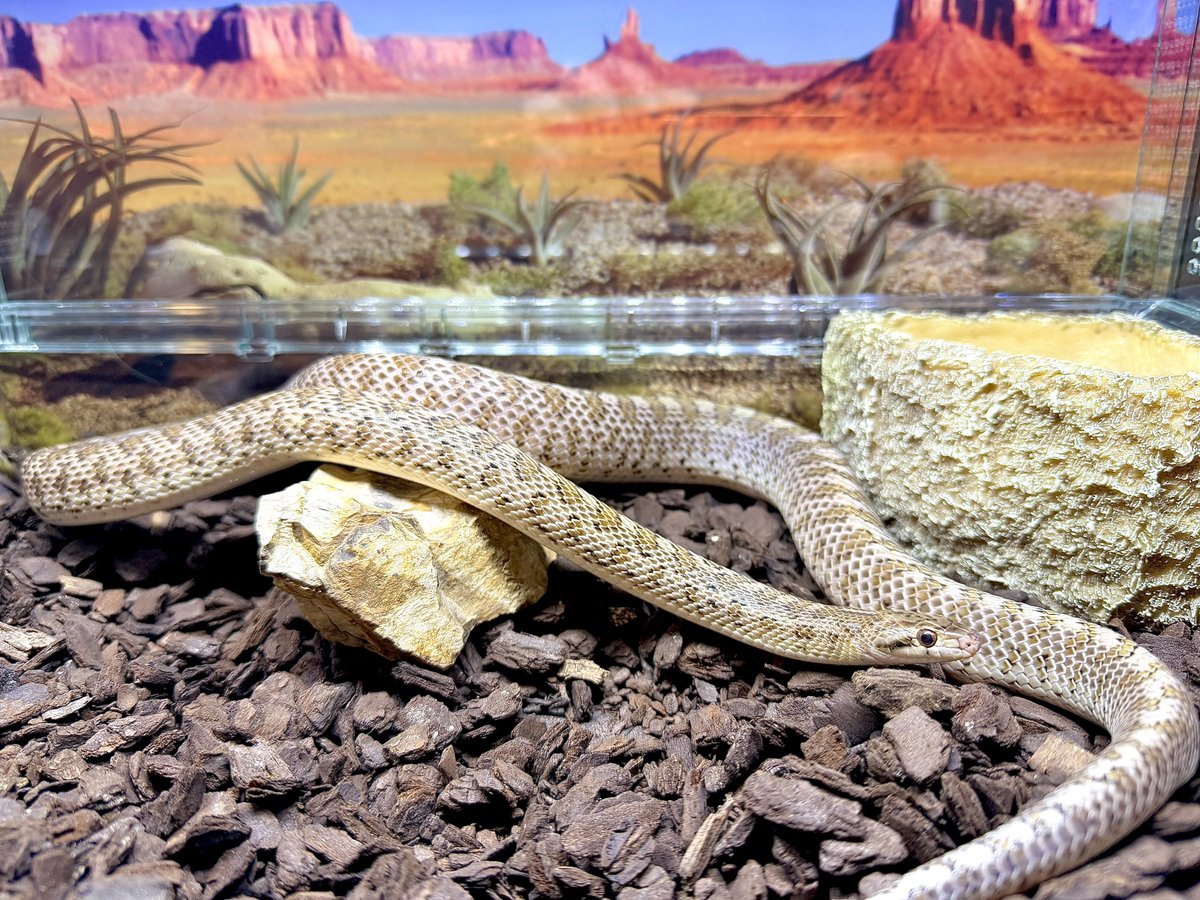 うちに来てから1回も餌食べないけど
冬眠モードなんかな？北米スネークは冬眠するんだったっけ🤔