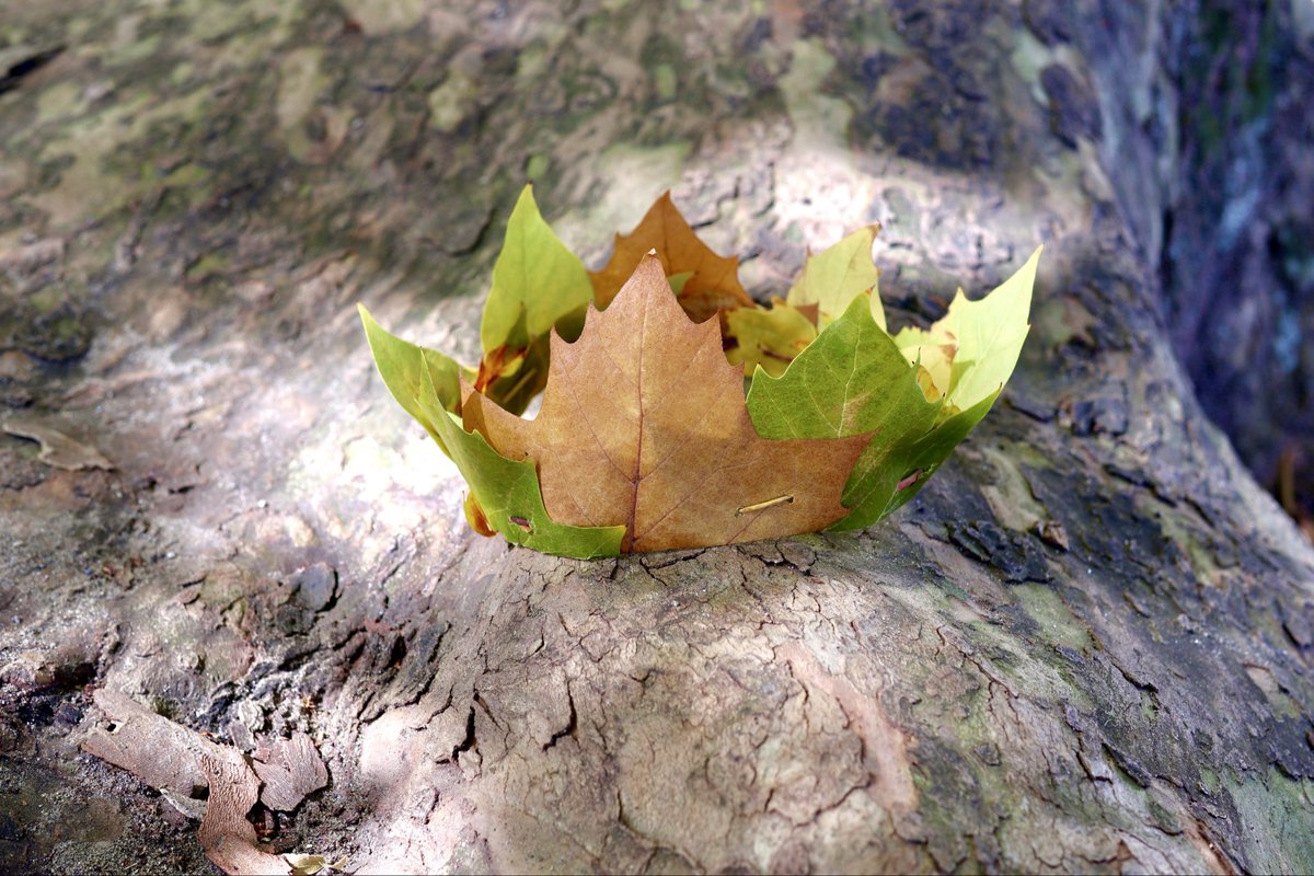 スズカケノキの落ち葉で王冠を作りました👑

葉の柄を取って、葉の下の方を折り、折った間に次の葉の折り目を挟むようにして重ねて、重なったところに小枝で2箇所穴を開け、取った柄を差して繋げています。