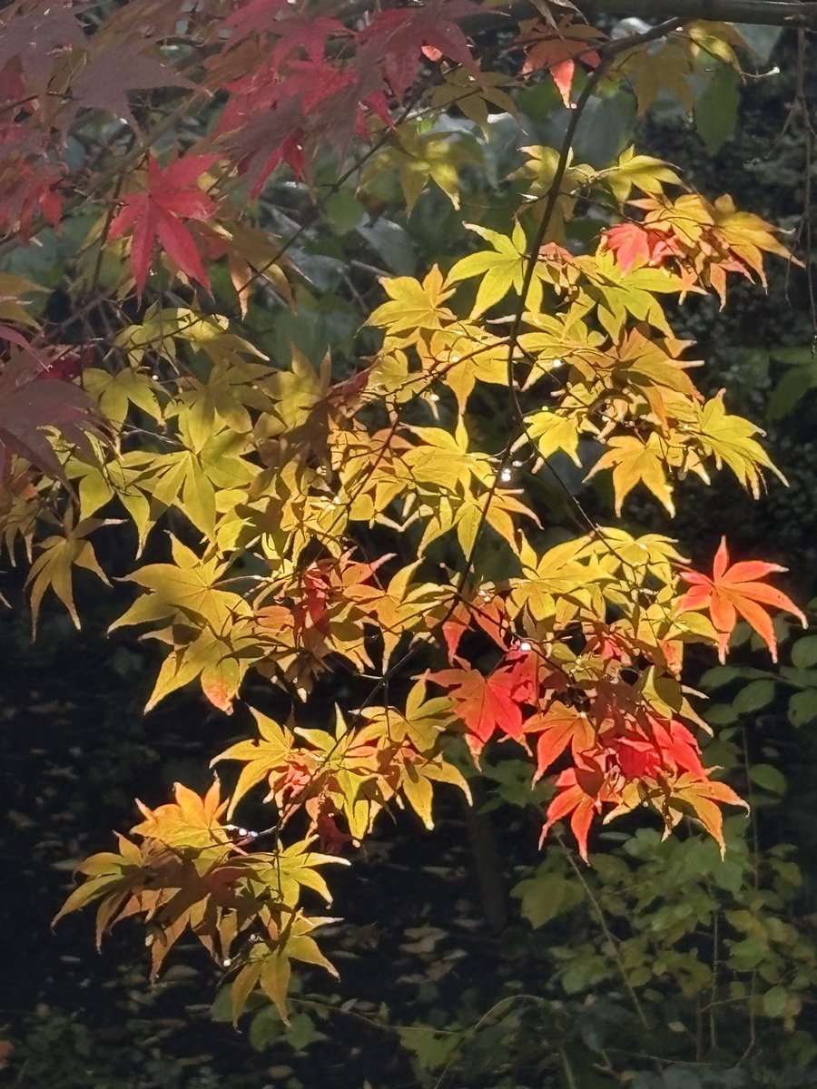 Evalyn7's tweet photo. #Love & #Hugs to the #Writers & #Poets Who Light Up the World With Their Words @RichardNSkinner @duanalla #danobrien @ilya_poet @wherewarlives #MartinMalone @ruthpadel @MichaelRosenYes #amyferris @DorothyOger @CommaJane @CarolineBirdUK @S_Wordsmith #JoBell @BwatsonSJ https://t.co/O5GSn7ZId5
