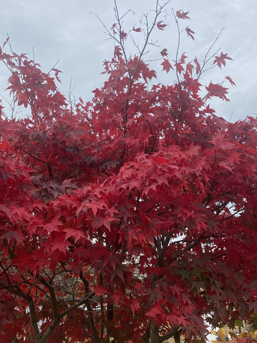 AlanEDown's tweet image. Amazing glowing #autumn colour on neighbour’s maple #tree! 
This is probably Acer palmatum Bloodgood as it has rich purple leaves all summer before turning red!