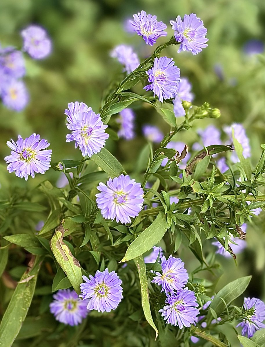 クララ🌸🌤 on X