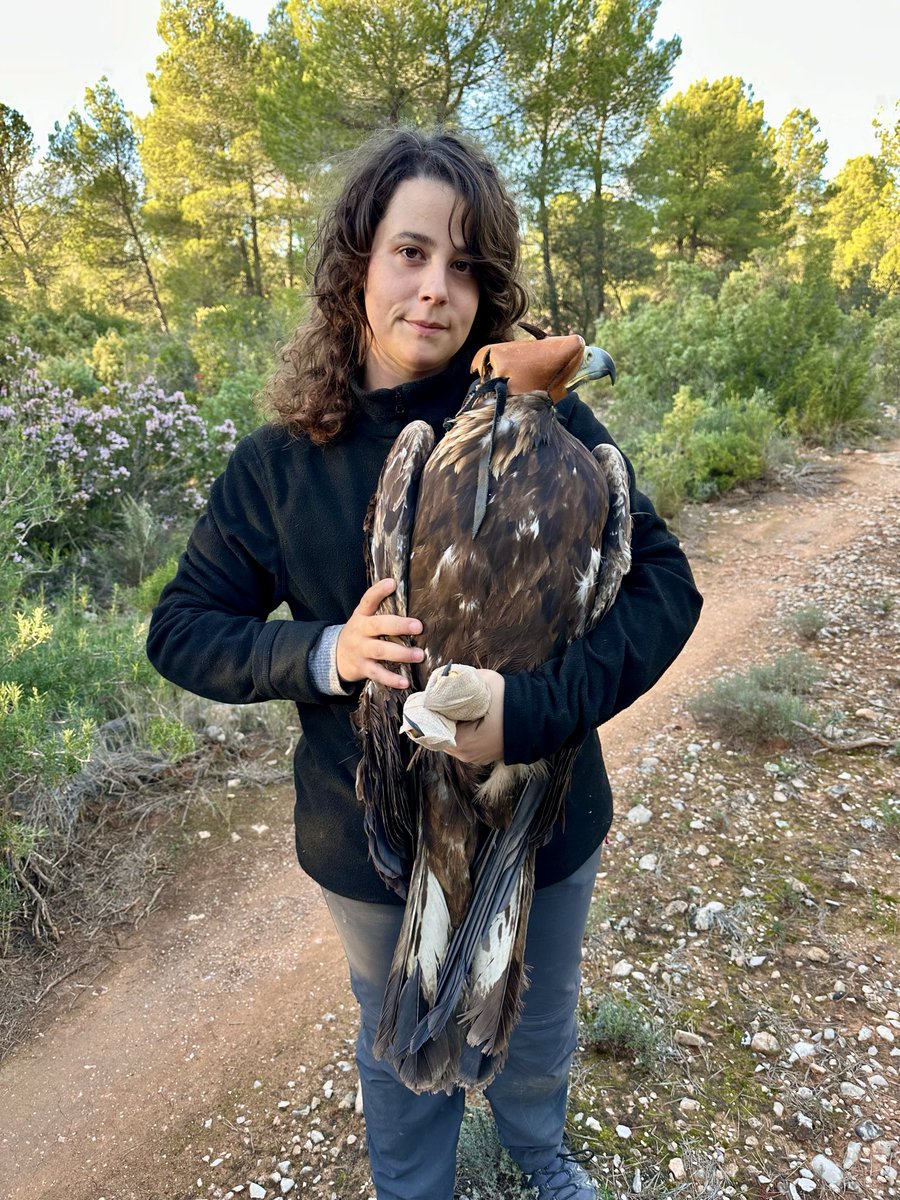 🦅📡 Ayer marcamos en
Valencia esta hembra de águila real (Aquila chrysaetos) de 5,4 kg y 2,20 m de envergadura. Un paso más en el cumplimiento de los objetivos de nuestros proyectos, mejorando el conocimiento sobre sus movimientos y uso del espacio.