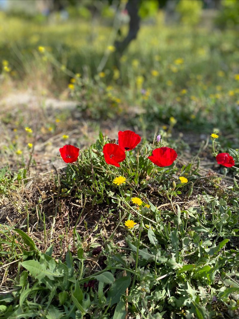 St Clement with St Peter Church tweet media