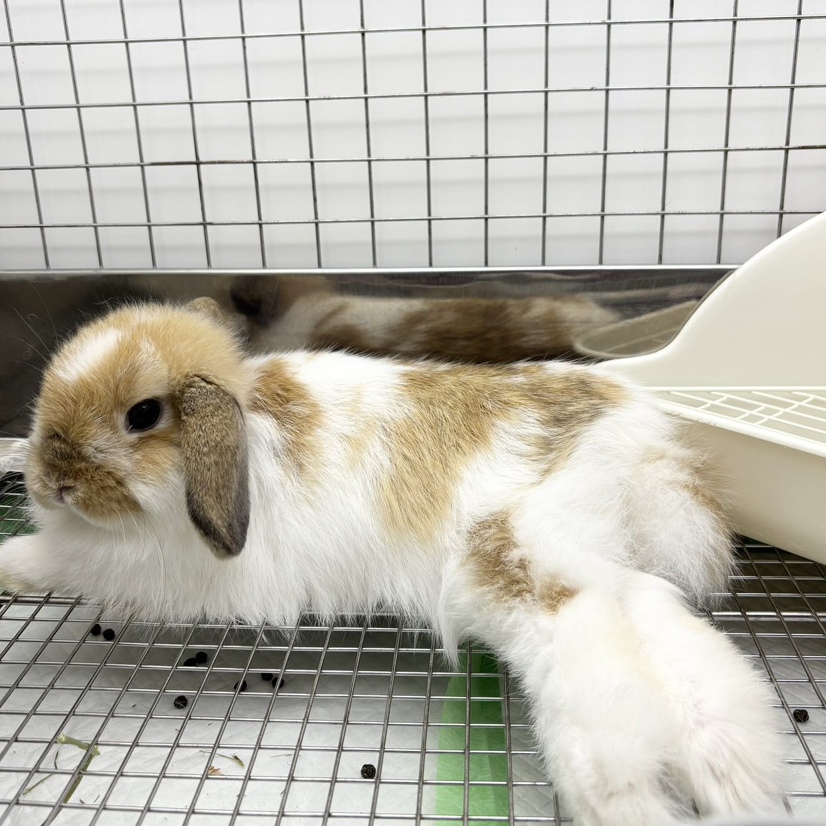 うさぎのしっぽ恵比寿店 on X