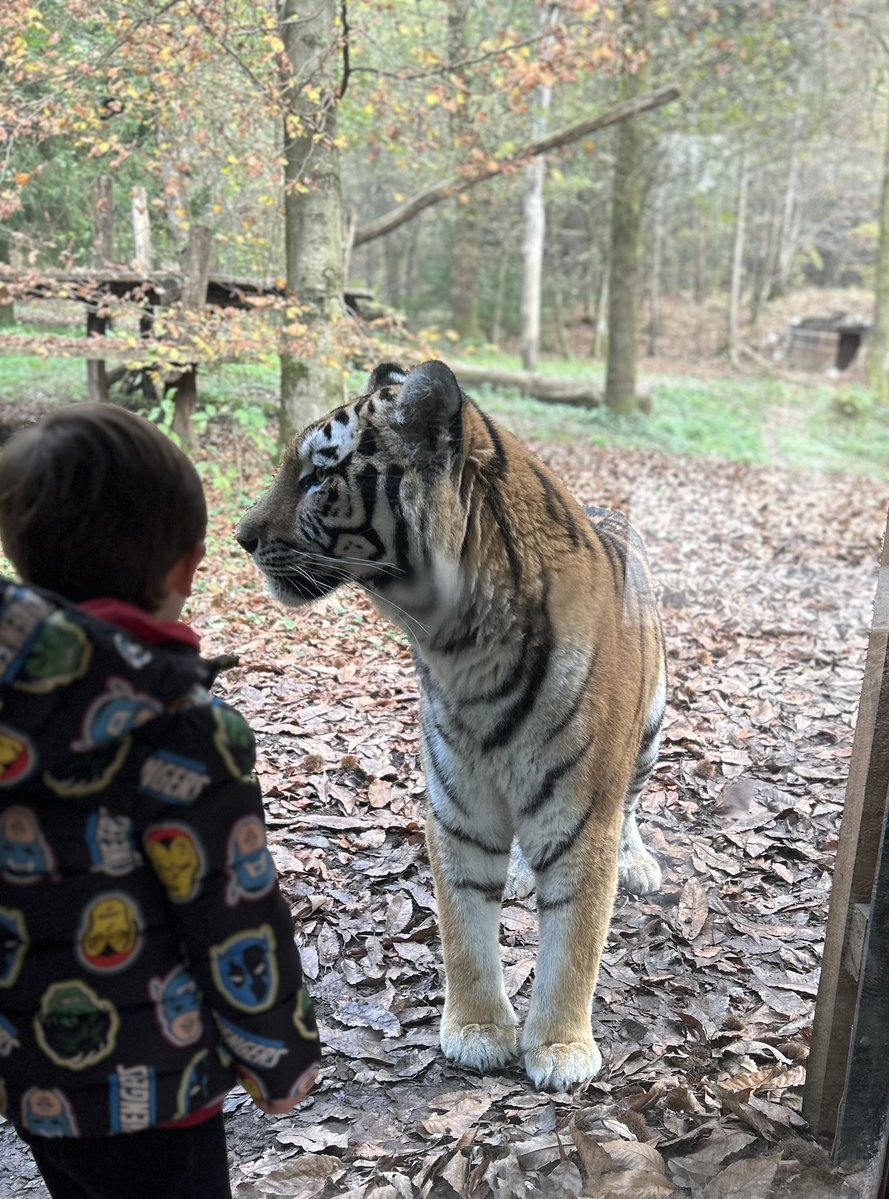 AnaStruc's tweet image. V x obiskih ZOO @visitljubljana še nikoli tako blizu🐯