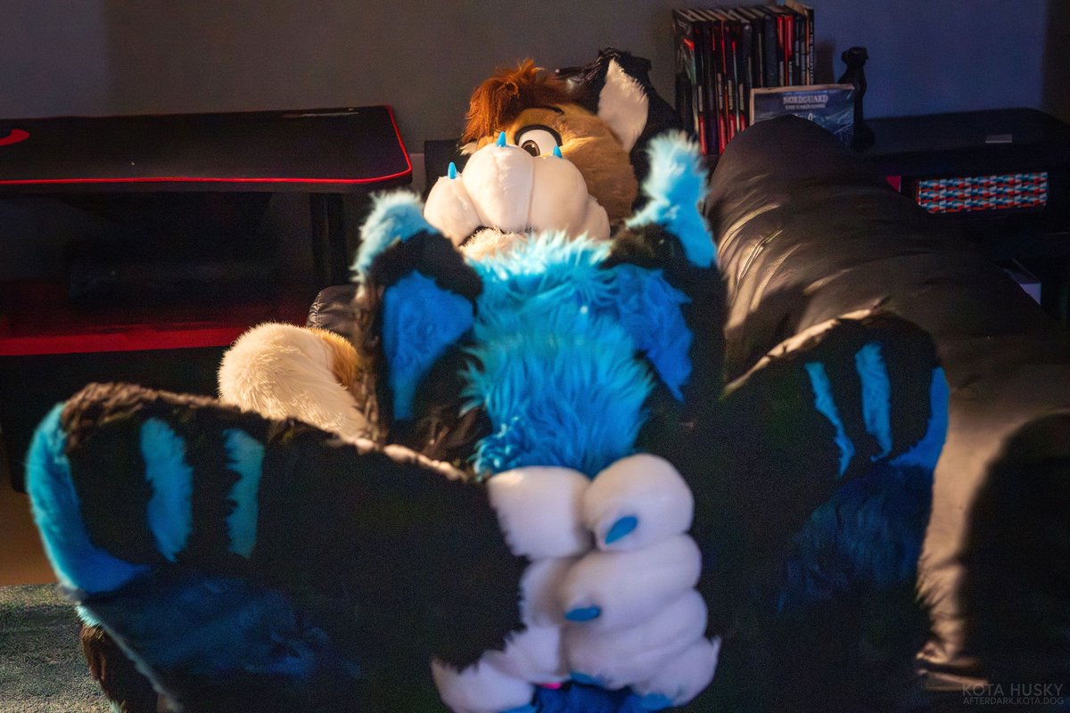 It's finally Friday. Time to put your paws up and relax 😏🩵🐾 

🦊: <a href="/BazelFox/">Bazel 🌸 🔜 ANE</a>
📸: <a href="/KotaHusky/">Kota</a>