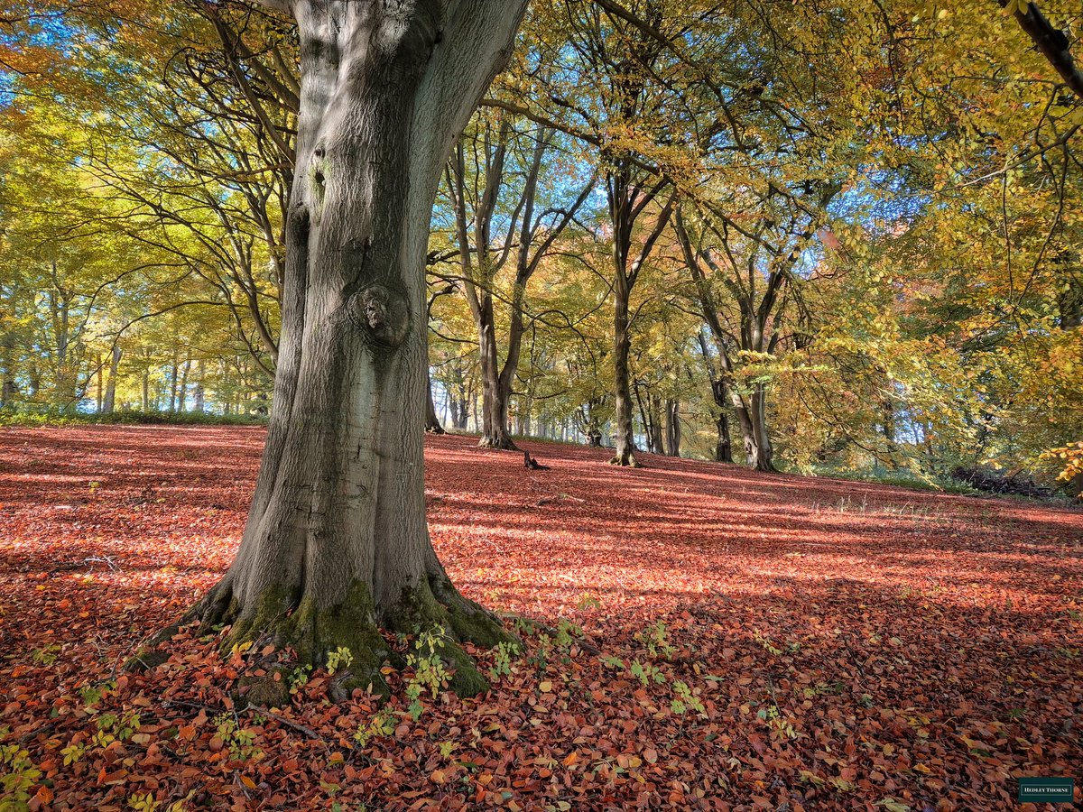 thorneh's tweet image. The Chilterns are surreal and beautiful in autumn. The view immediately in front of us appeals to me far more than any blue coastal scene. Good walk, good weather excellent company. You can keep your Algarve. #woods #forest #autumn