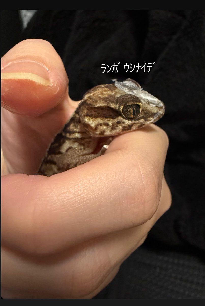 藤花 (@ng0imyb) on Twitter photo 