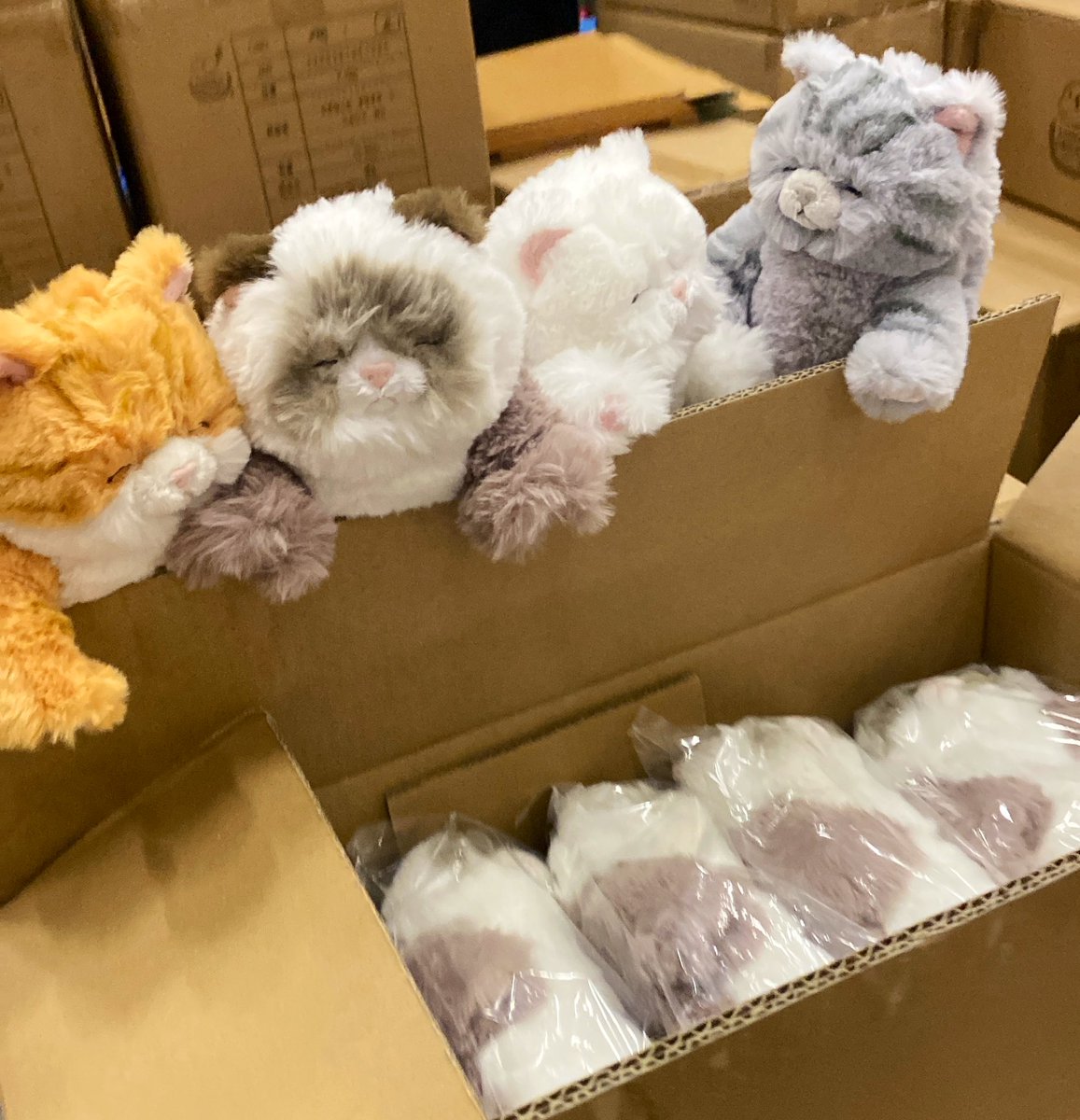 サンレモン【公式】 (@sunlemon_staff) / Posts / X