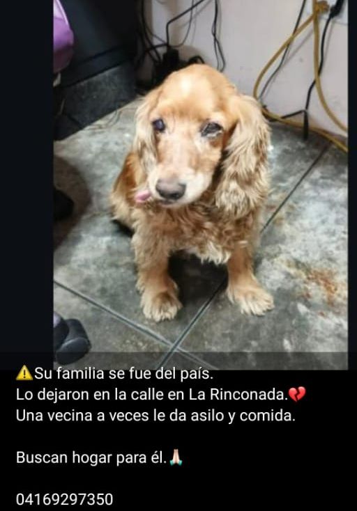 Busca una familia amorosa y responsable RP <a href="/fluche_jc/">Juan Fluche</a>: #urgente #rescatar #adopcion #PerritoEnAdopción #caracas