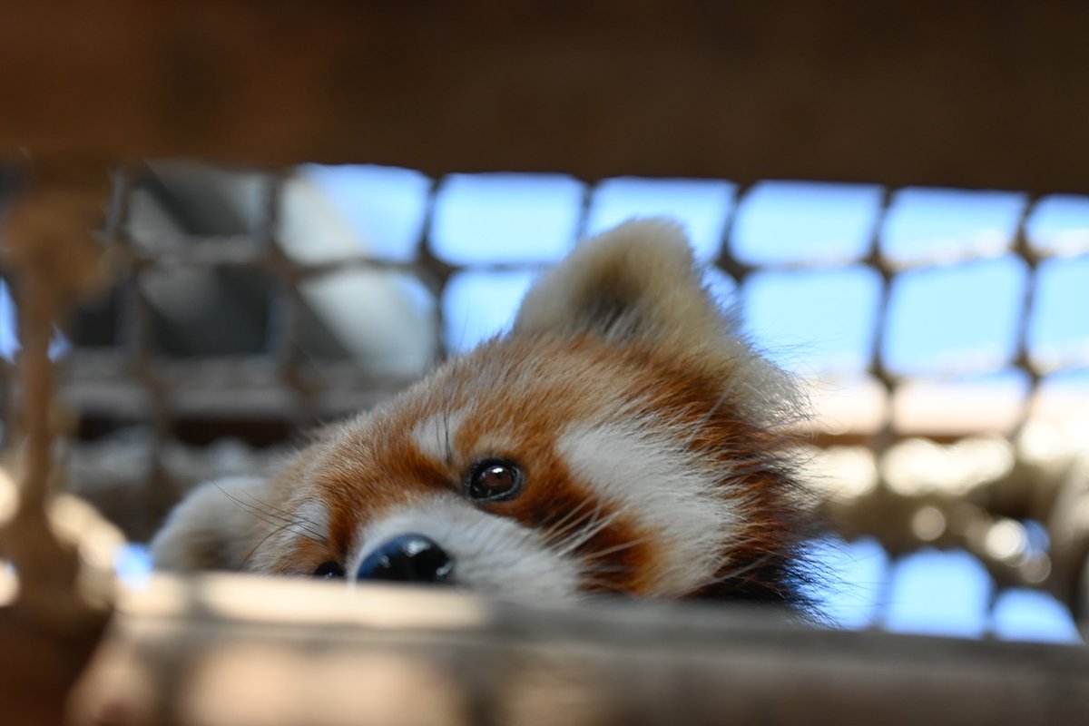 redpanda_p's tweet image. ネイくん🐾

#八景島シーパラダイス
#レッサーパンダ
#redpanda
#ネイ
2025.11