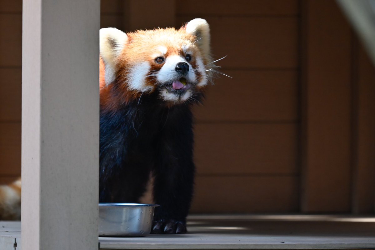 redpanda_p's tweet image. ネイくん🐾

#八景島シーパラダイス
#レッサーパンダ
#redpanda
#ネイ
2025.11