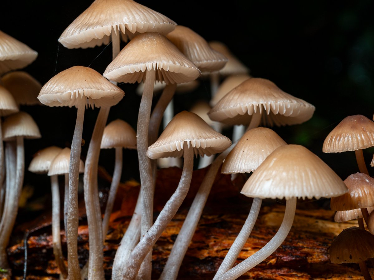 ScienceChannel's tweet image. Happy #FungusFriday 🍄‍🟫

Mycena inclinata, also known as the clustered bonnet, is a saprobic mushroom that thrives on decaying plant matter. It typically grows in clusters on oak stumps and logs.

📸: R A Kearton

#mushroom