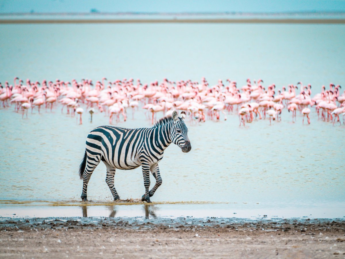 Discovery's tweet photo. Two worlds colliding 🦓🦩

#DidYouKnow zebras can sleep standing up by locking their knee joints, making it easy to wake up and escape from predators.

📸: Khaichuin Sim

#Zebra #Wildlife https://t.co/DVJ44lfWcd