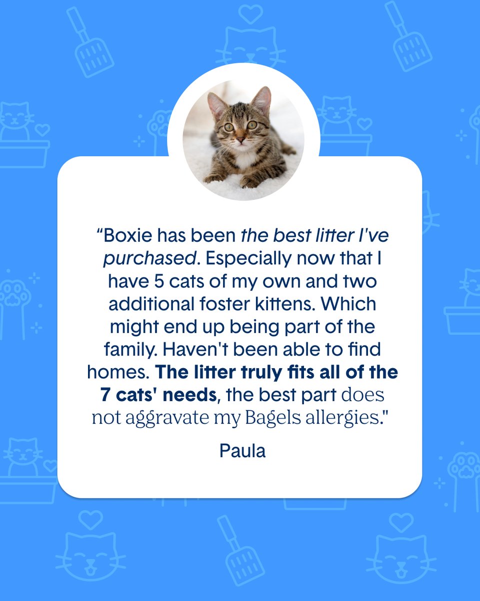 HelloBoxiecat's tweet image. Share your Boxie story in the comments below! 💙