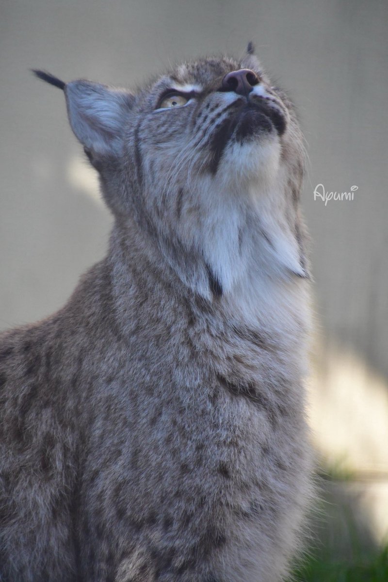 あゆみ (@Ayumi0818Cs) / Posts / X