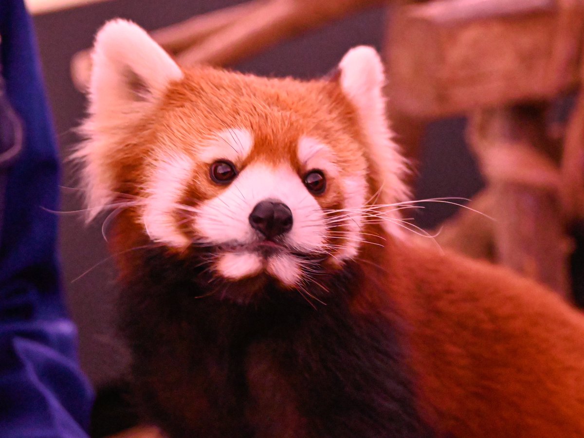 redpanda_p's tweet image. おくちかわいい🥹🥹

#八景島シーパラダイス
#レッサーパンダ
#redpanda
#くるみ #來海
2025.11