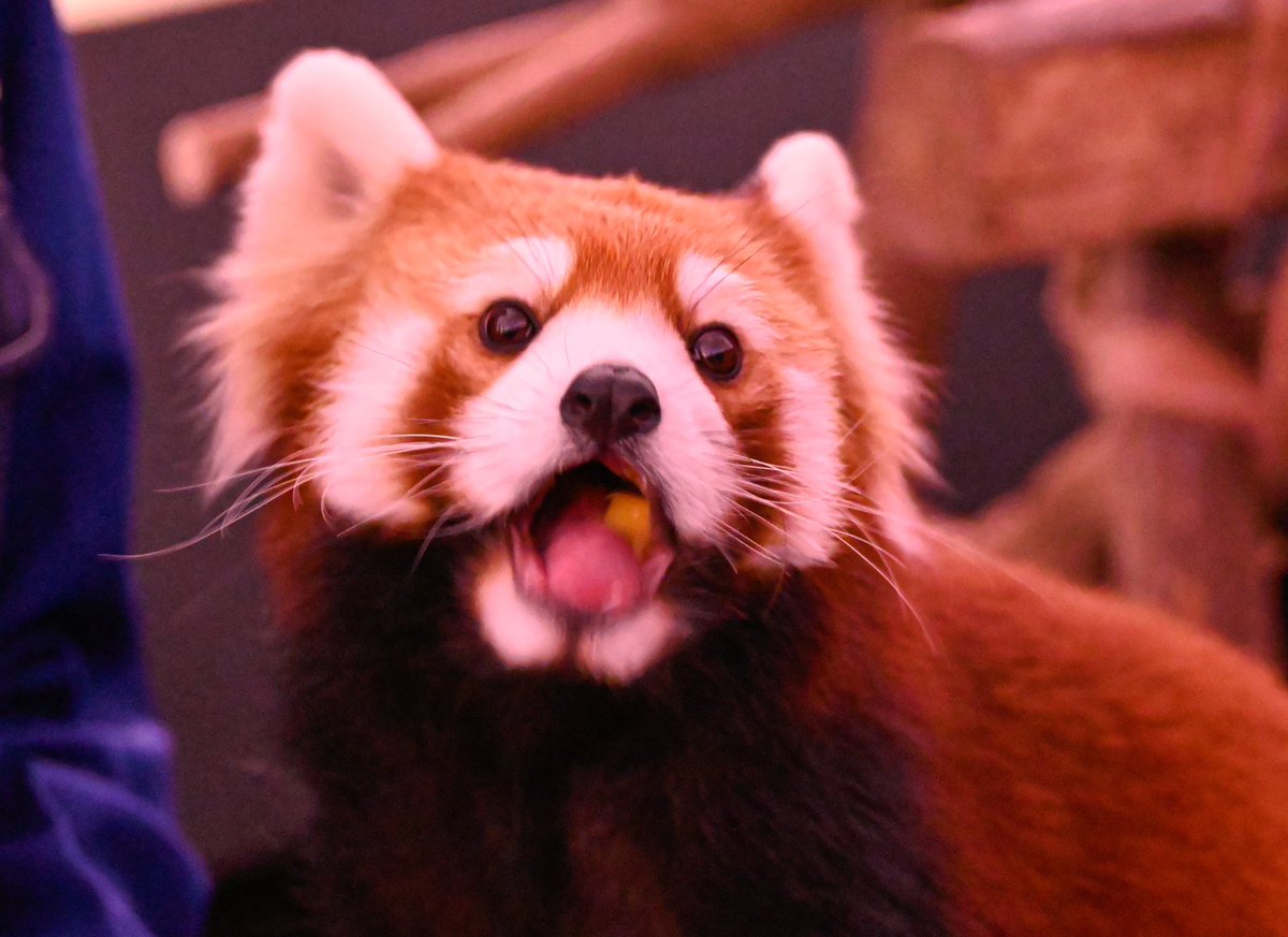 redpanda_p's tweet image. おくちかわいい🥹🥹

#八景島シーパラダイス
#レッサーパンダ
#redpanda
#くるみ #來海
2025.11