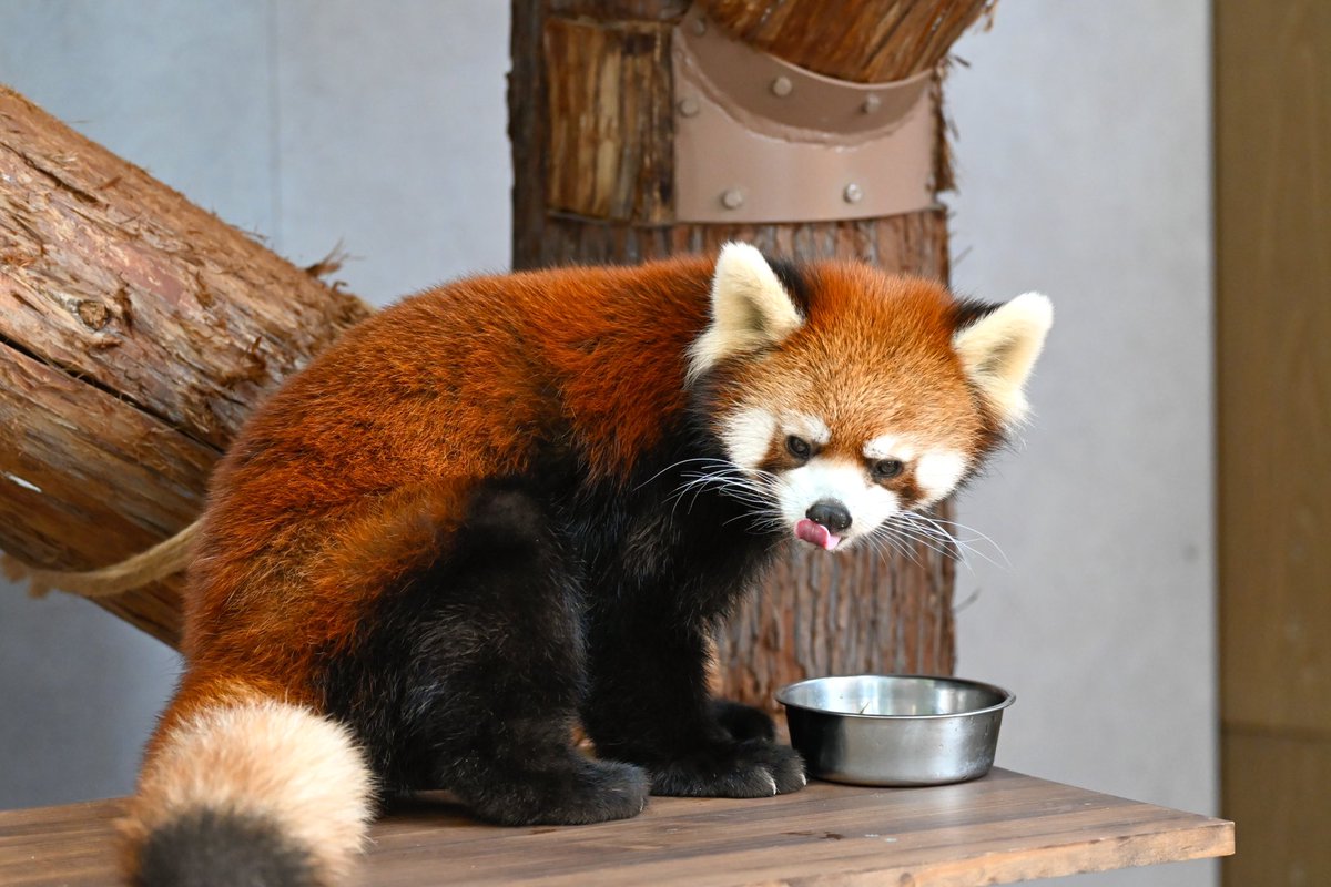 redpanda_p's tweet image. つぐみくん🩵

#八景島シーパラダイス
#レッサーパンダ
#redpanda
#つぐみ #緒海
2025.11