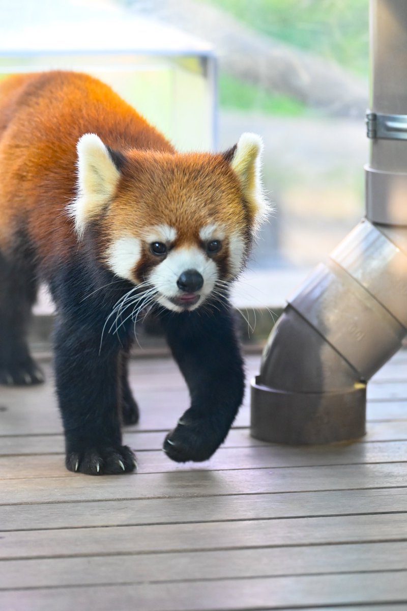 redpanda_p's tweet image. つぐみくん🩵

#八景島シーパラダイス
#レッサーパンダ
#redpanda
#つぐみ #緒海
2025.11
