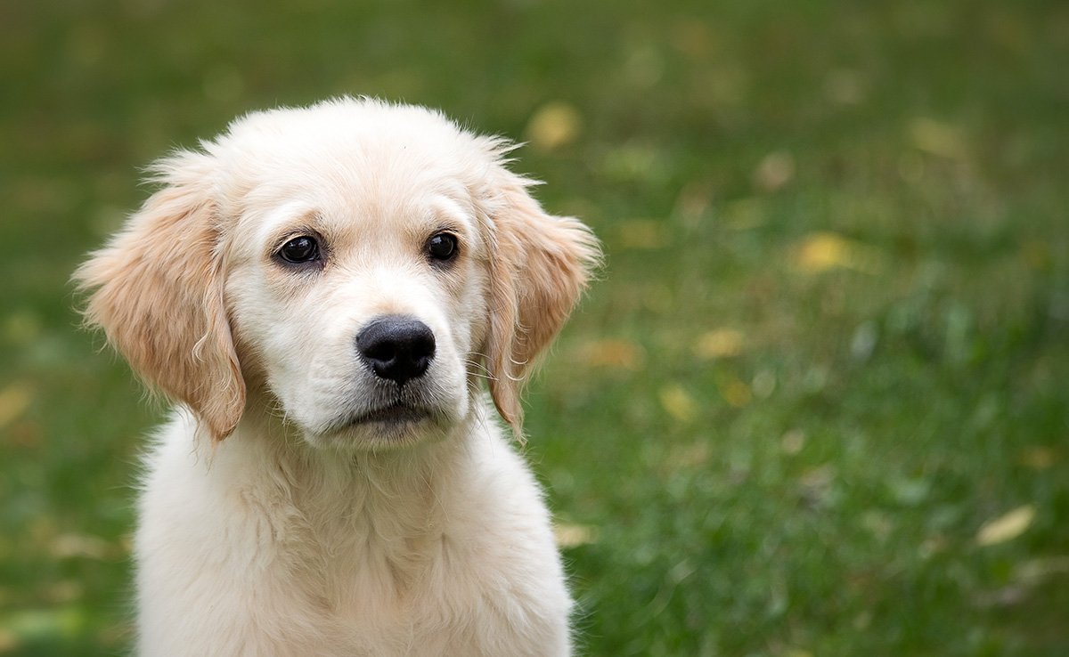 ShodaStream tweet media