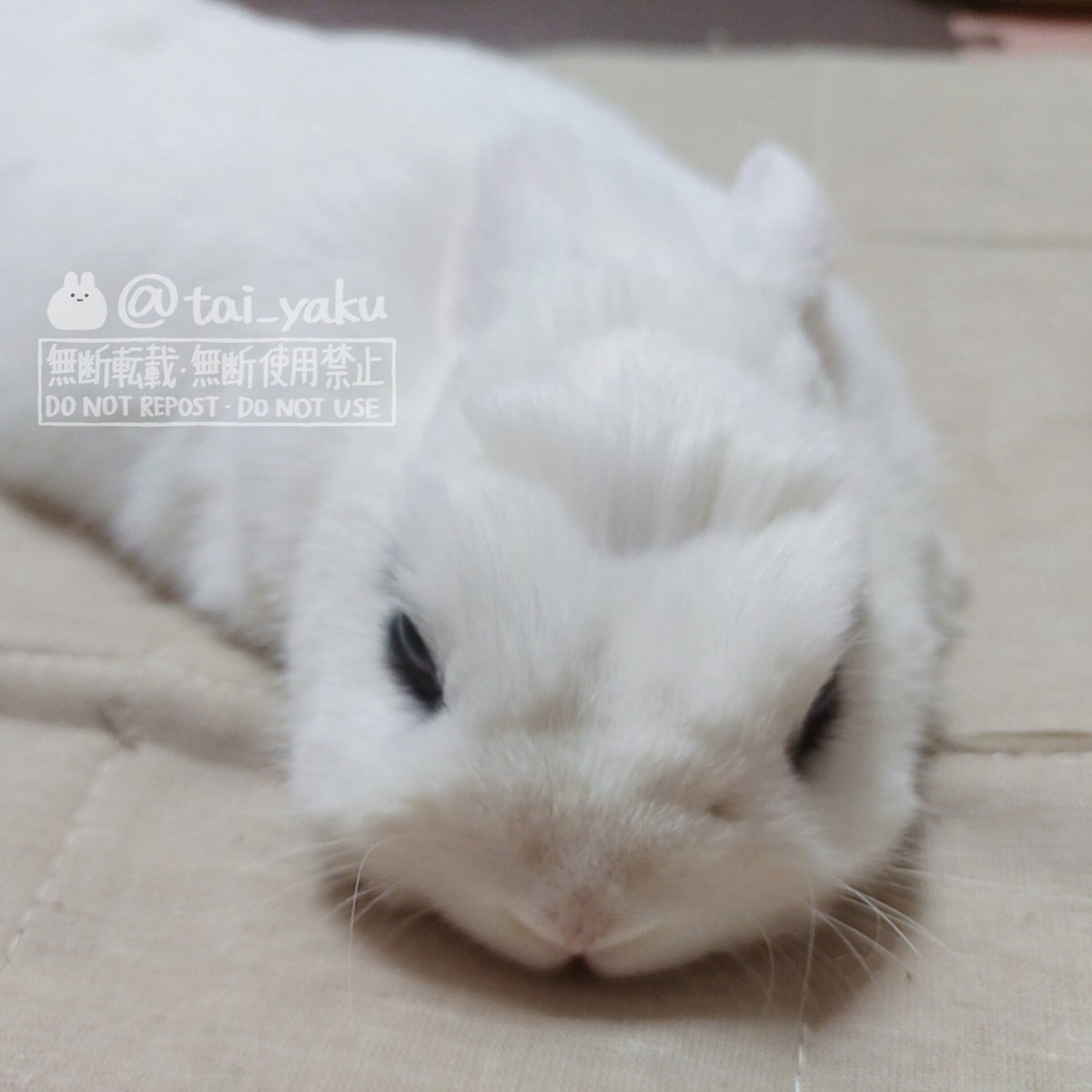 お毛玉様🐇 (@tai_yaku) / Posts / X