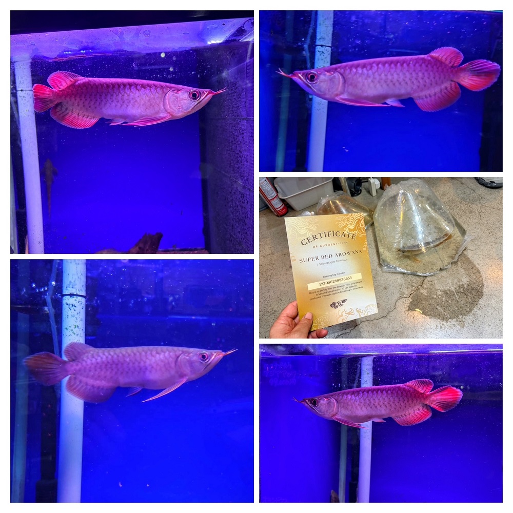 アクアショップしなの on X