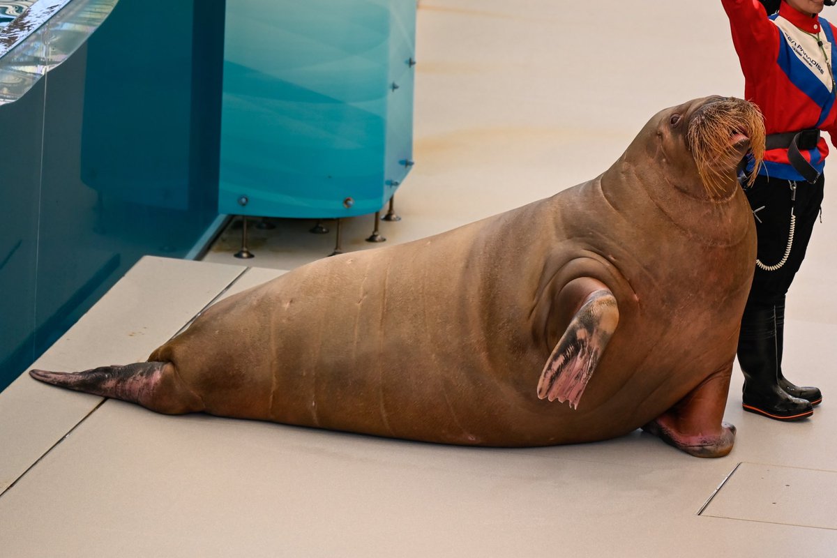 redpanda_p's tweet image. アコちゃん🧡

#八景島シーパラダイス
#セイウチ
#walrus
#アコ
2025.11