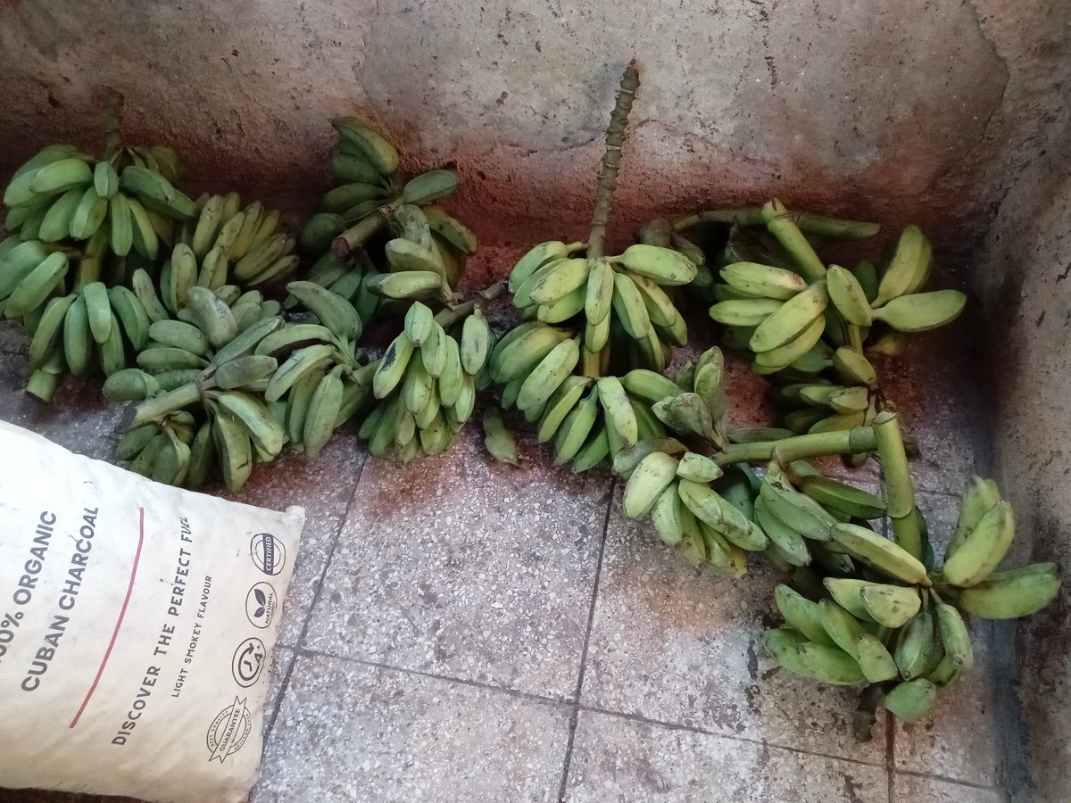 NaquyAmanciero's tweet photo. #DesdeAmancio ...Continúan las formas productivas pertenecientes a #AzCuba, el #Minagr y #TCP, tributando viandas y carbón vegetal en el mercado agropecuario. #FuerzaCuba https://t.co/5PW3bp7wpg