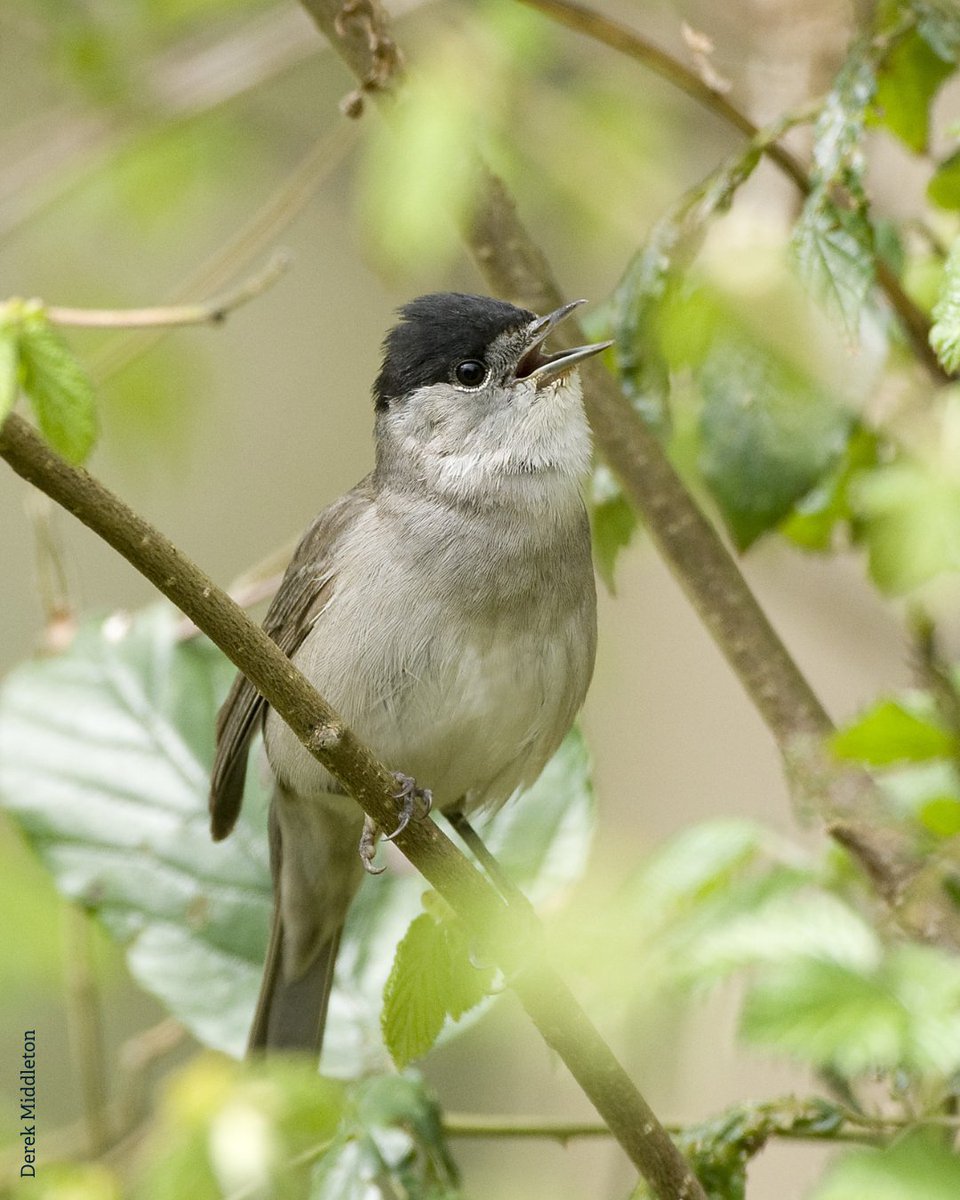 We have a rare chance to create one of England’s largest spaces dedicated to nature’s recovery in the historic Rothbury Estate! 💚

Help us protect this iconic landscape, ensuring a thriving haven for wildlife &amp; a legacy for future generations 🦋

More 👉 wtru.st/rothbury-appeal
