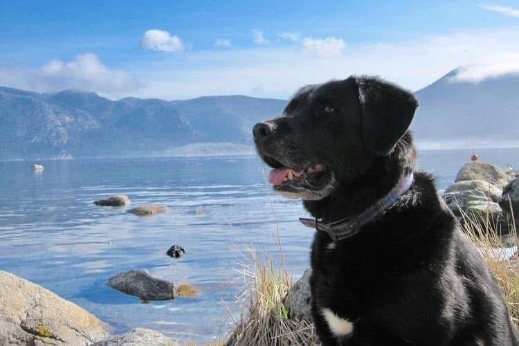 Happy Friday! What difference can you make today? It only takes a minute to protect animals &amp; our precious environment. A couple of pieces of #litter on every walk. 

Join us! 28,000 dog owners and counting…

#FridayMotivation #dogsofx   #saveourseas #protectanimals