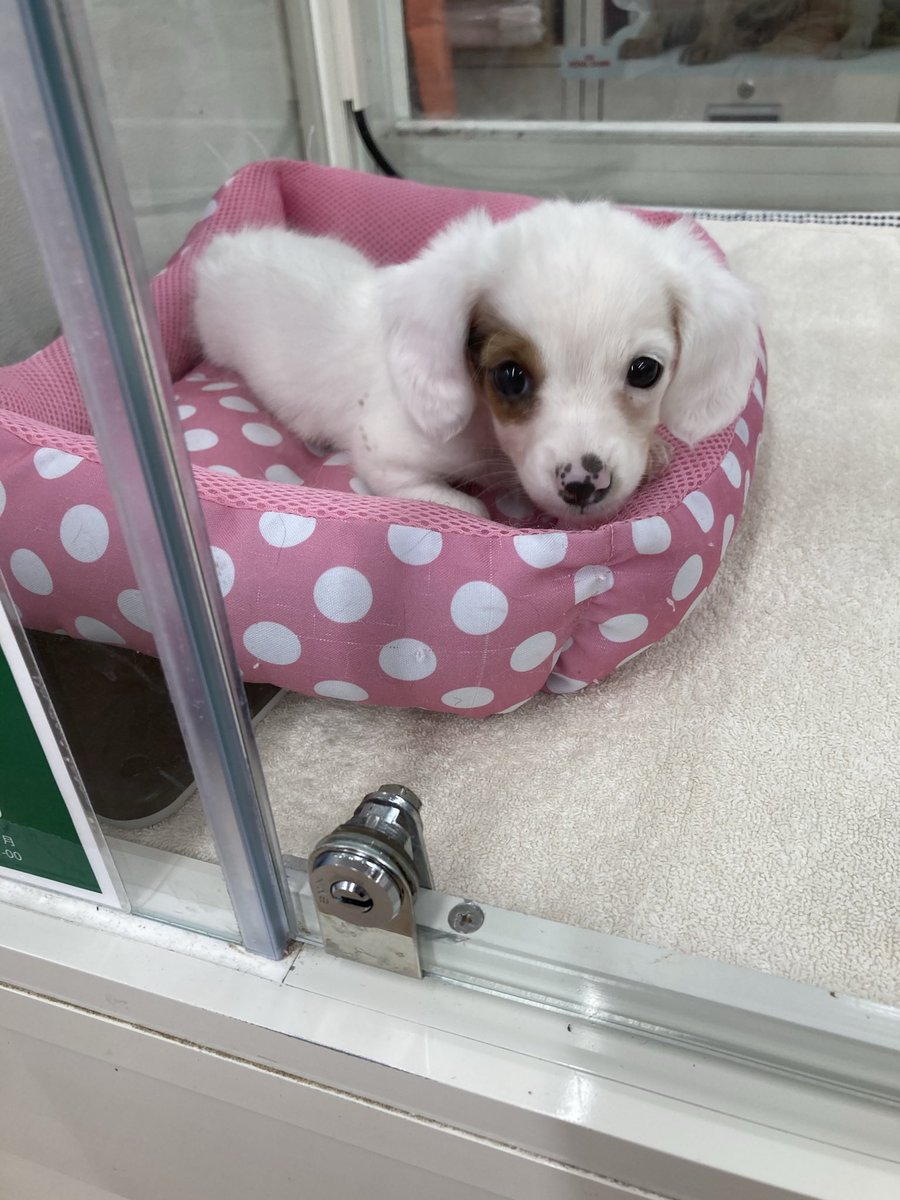 nachu524nachu's tweet photo. 1.2.3まいめのこんな赤ちゃんが
5歳になりました♡
- ̗̀ 𝙷𝙰𝙿𝙿𝚈 𝙱𝙸𝚁𝚃𝙷𝙳𝙰𝚈  ̖́-♡Lana♡

これからも
長生きしてね♡

大好きだよ❤️

 #ミニチュアダックス
 #白いダックス https://t.co/ylzxvztfxZ
